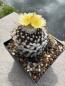 Preview: Copiapoa hypogaea